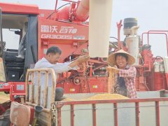 从田间到车间的丰收“接力”——山东夏